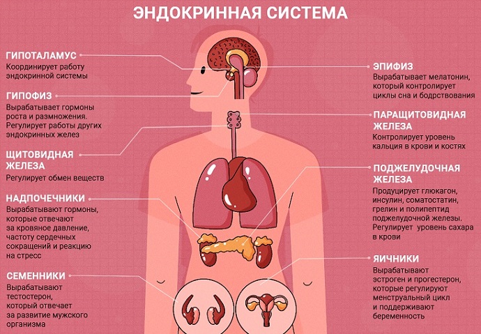 Эндокринная система и ее органы