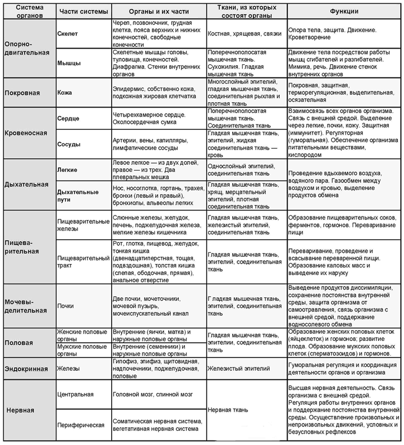 системы организма человека