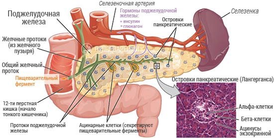 Строение поджелудочной железы