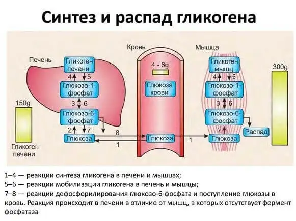 Синтез и распад гликогена