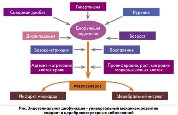 Дисфункция эндотелия