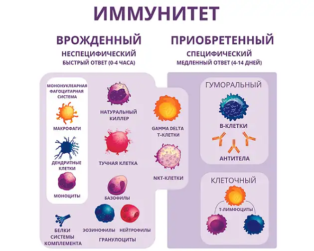 Какие бывают виды иммунитета