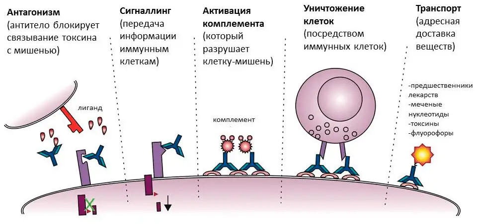 Как работают антитела