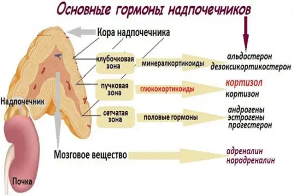 Основные гормоны надпочечников