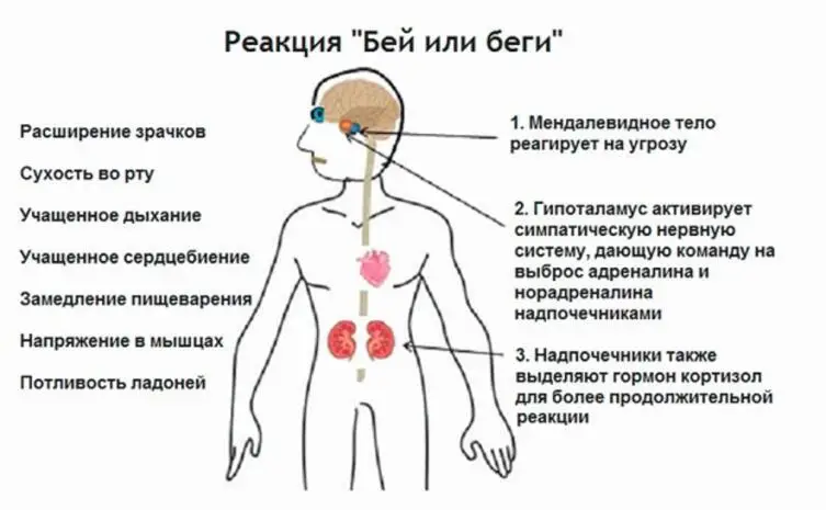 Как работает адреналин