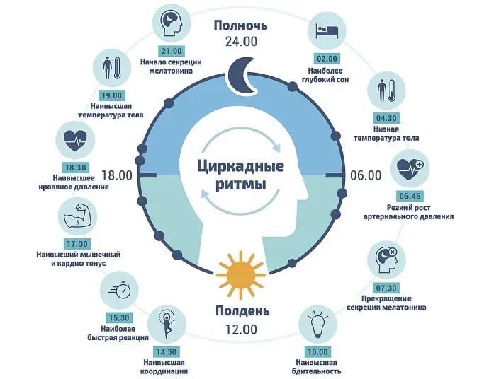 Циркадные ритмы нарушаются при ночной работе
